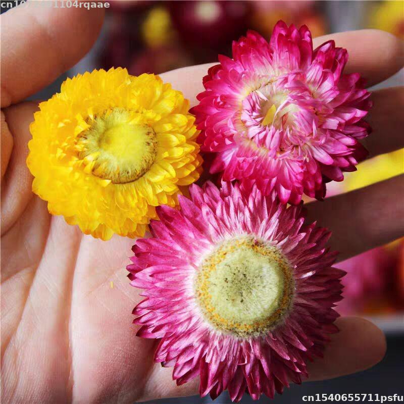 100% Natural Dried Flowers Bra – Candle Making Material Wholesale recenzja i cena