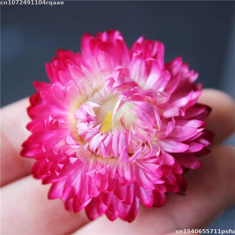 100% Natural Dried Flowers Bra – Candle Making Material Wholesale recenzja i cena